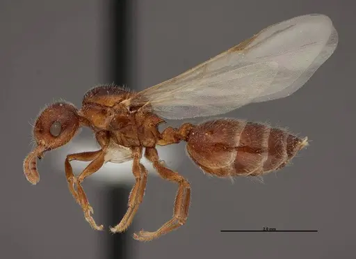 Crematogaster pilosa - FMNHINS0000062697