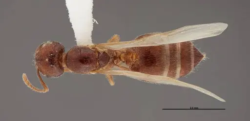 Crematogaster pilosa - FMNHINS0000062698