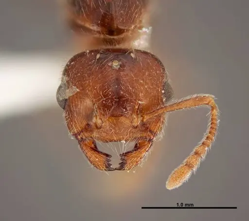 Crematogaster pilosa - FMNHINS0000062698