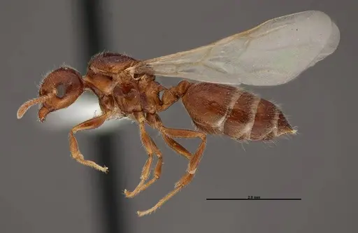 Crematogaster pilosa - FMNHINS0000062698