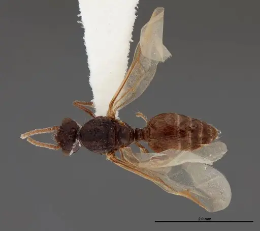 Crematogaster pilosa - FMNHINS0000062699
