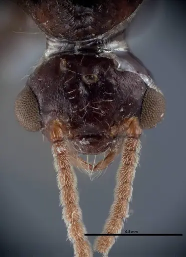 Crematogaster pilosa - FMNHINS0000062699