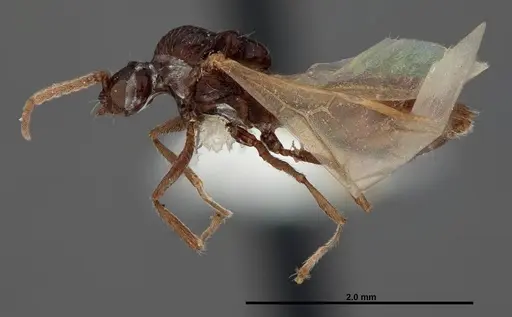 Crematogaster pilosa - FMNHINS0000062699