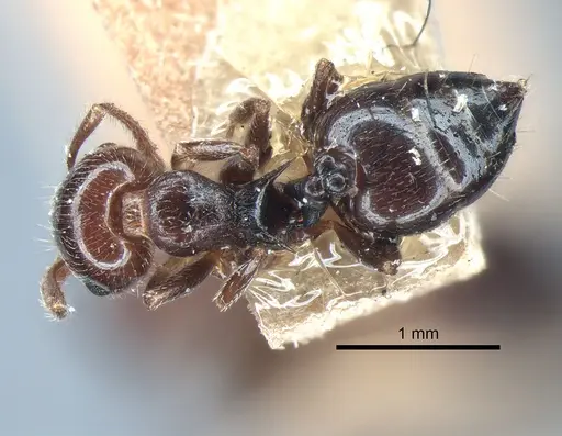 Crematogaster pilosa - LACMENT182007