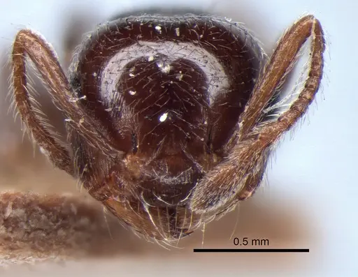 Crematogaster pilosa - LACMENT182007