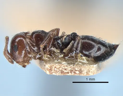 Crematogaster pilosa - LACMENT182007