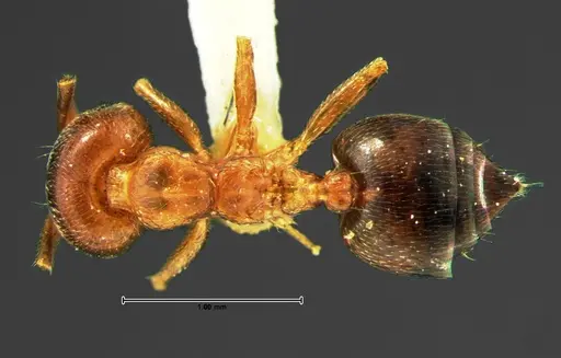 Crematogaster pinicola specimen