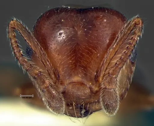 Crematogaster pinicola specimen