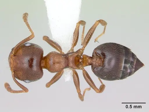 Crematogaster pinicola - CASENT0172943
