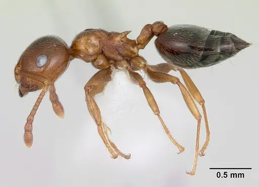 Crematogaster pinicola - CASENT0172943