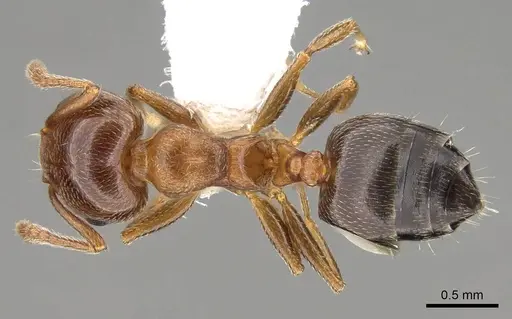 Crematogaster pinicola - CASENT0914531