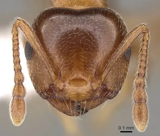 Crematogaster pinicola - CASENT0914531