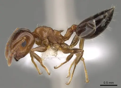 Crematogaster pinicola - CASENT0914531