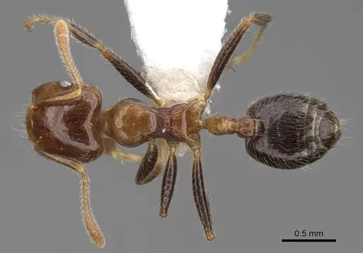 Crematogaster polita specimen