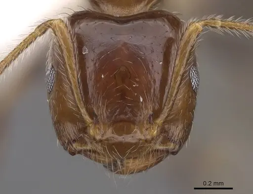 Crematogaster polita specimen