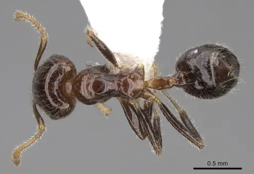 Crematogaster polita - CASENT0922668