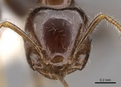 Crematogaster polita - CASENT0922668