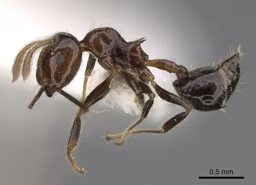 Crematogaster polita - CASENT0922668