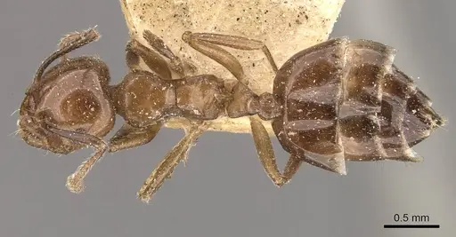 Crematogaster politula specimen