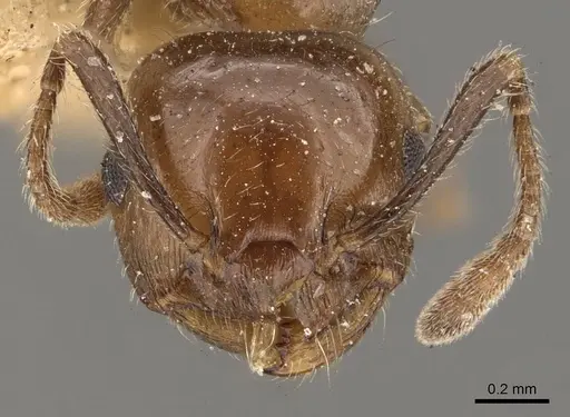Crematogaster politula specimen