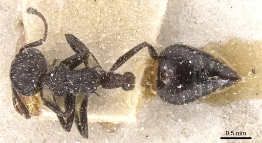 Crematogaster polymnia specimen