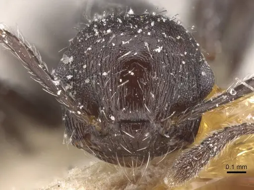 Crematogaster polymnia specimen