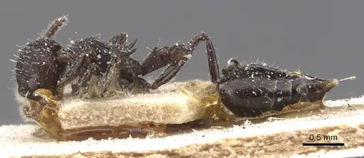 Crematogaster polymnia specimen
