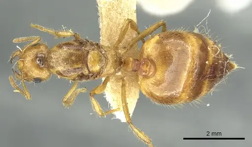 Crematogaster popohana specimen