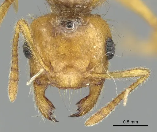 Crematogaster popohana specimen