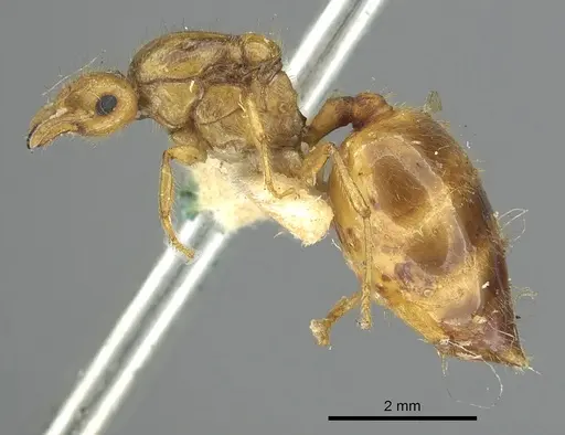 Crematogaster popohana specimen