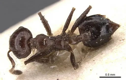 Crematogaster popohana - CASENT0907502