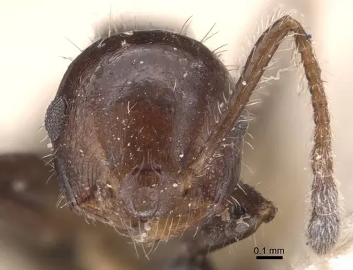 Crematogaster popohana - CASENT0907502