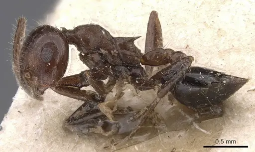 Crematogaster popohana - CASENT0907502