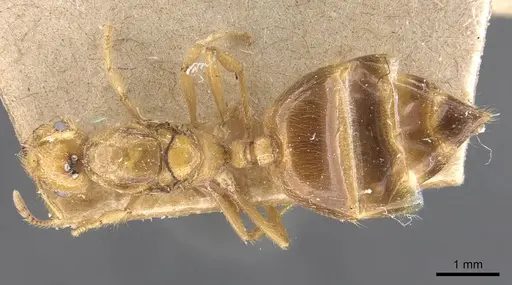 Crematogaster popohana - CASENT0907508