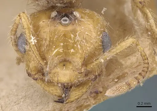 Crematogaster popohana - CASENT0907508