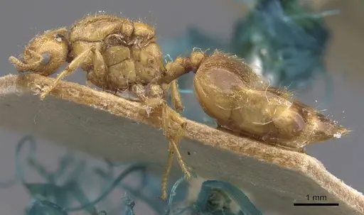 Crematogaster popohana - CASENT0907508