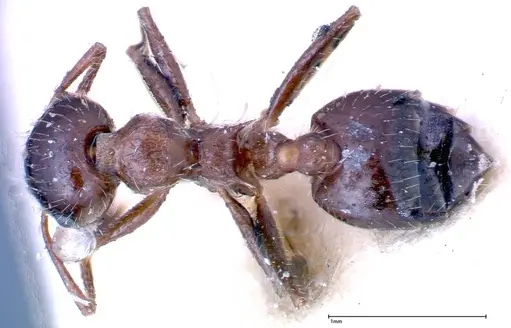 Crematogaster popohana - FOCOL0259