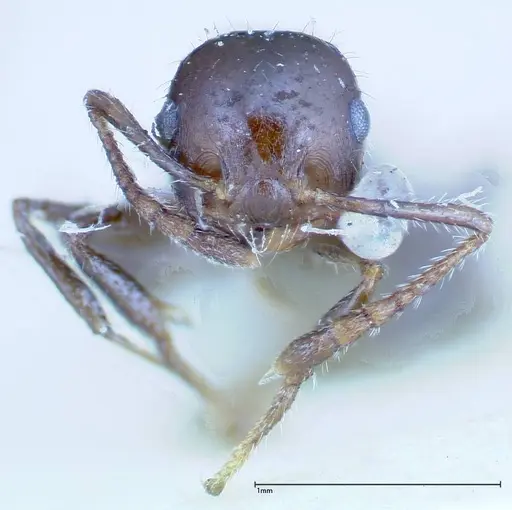Crematogaster popohana - FOCOL0259