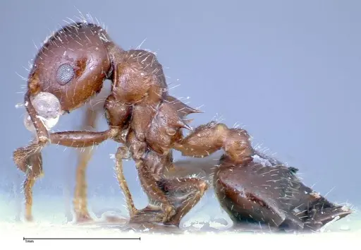 Crematogaster popohana - FOCOL0259