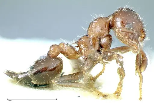 Crematogaster popohana - FOCOL0259
