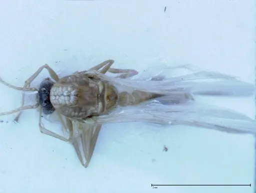 Crematogaster popohana - FOCOL0260