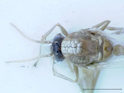 Crematogaster popohana - FOCOL0260