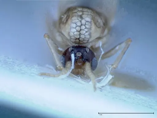 Crematogaster popohana - FOCOL0260