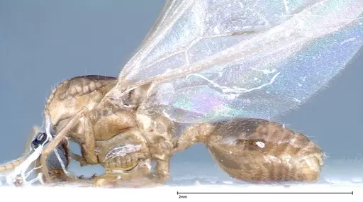 Crematogaster popohana - FOCOL0260