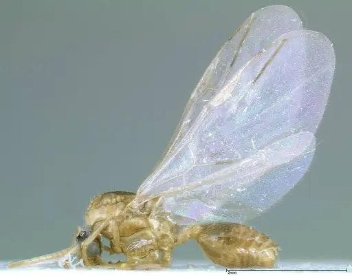 Crematogaster popohana - FOCOL0260