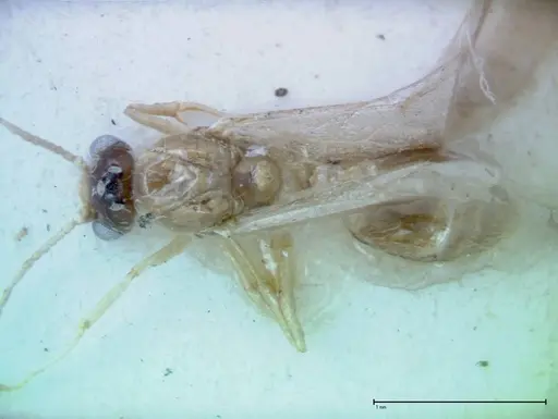 Crematogaster popohana - FOCOL0262