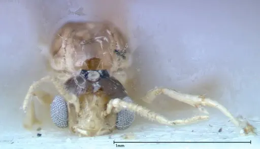 Crematogaster popohana - FOCOL0262