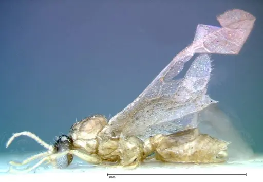 Crematogaster popohana - FOCOL0262