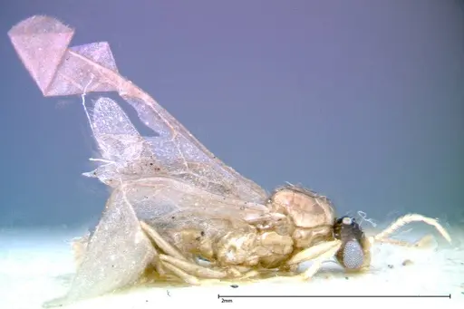 Crematogaster popohana - FOCOL0262