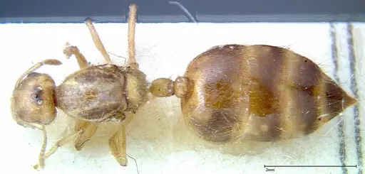 Crematogaster popohana - FOCOL0263-1
